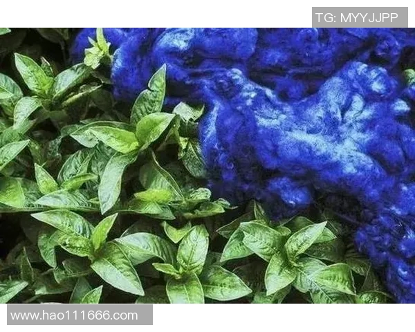 牛津联与绿色森林流浪的激烈对决谁能在赛场上笑到最后